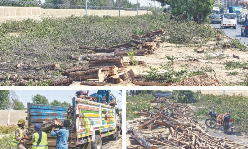 Illegal tree cutting a major driver of pollution and environment crisis: experts