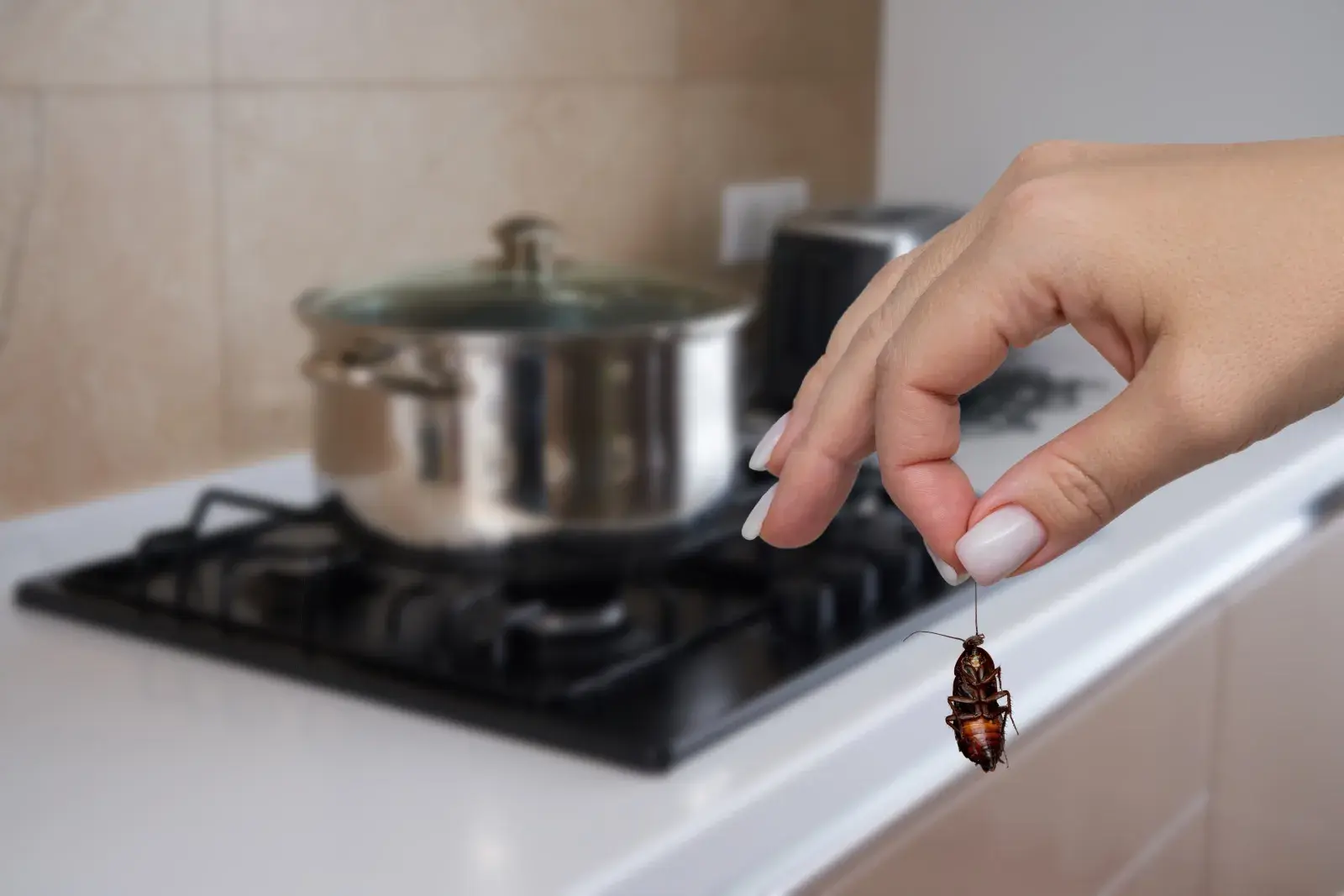 Tenant Finds Dead Cockroaches in Apartment, Horror at Landlord's Solution