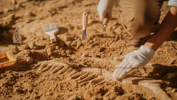 Dinosaur Fossils Unearthed in Uzbekistan and Tajikistan Illuminate Central Asia’s Prehistoric Past - The Times Of Central Asia