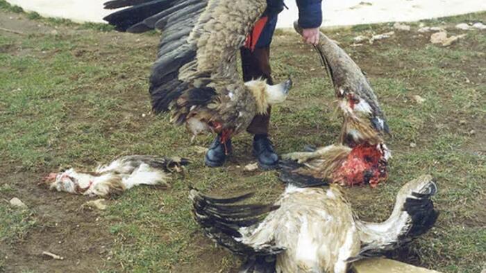 Shock New Report Lays Out The Full Scale Of Environmental Damage Caused by Onshore Wind Turbines