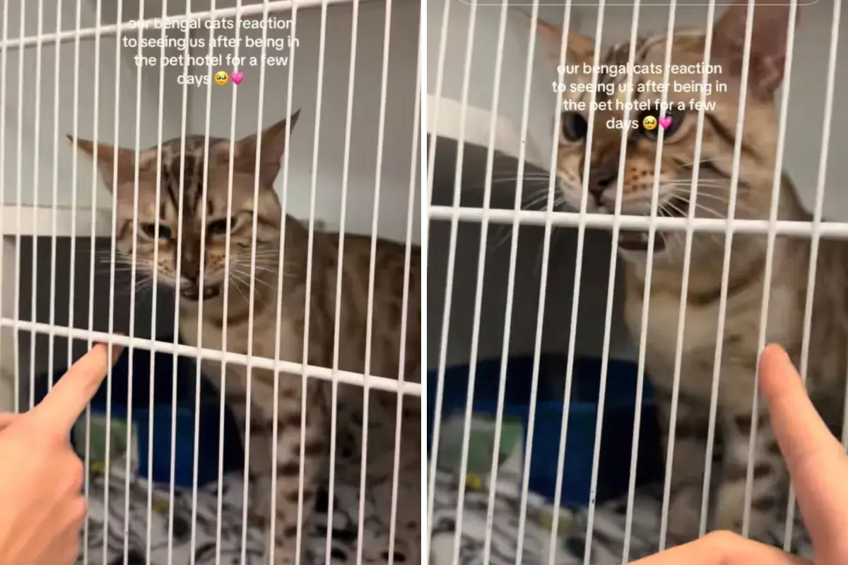 Owners Pick Up Cat After Coming Back From Trip-He Makes His Feelings Clear