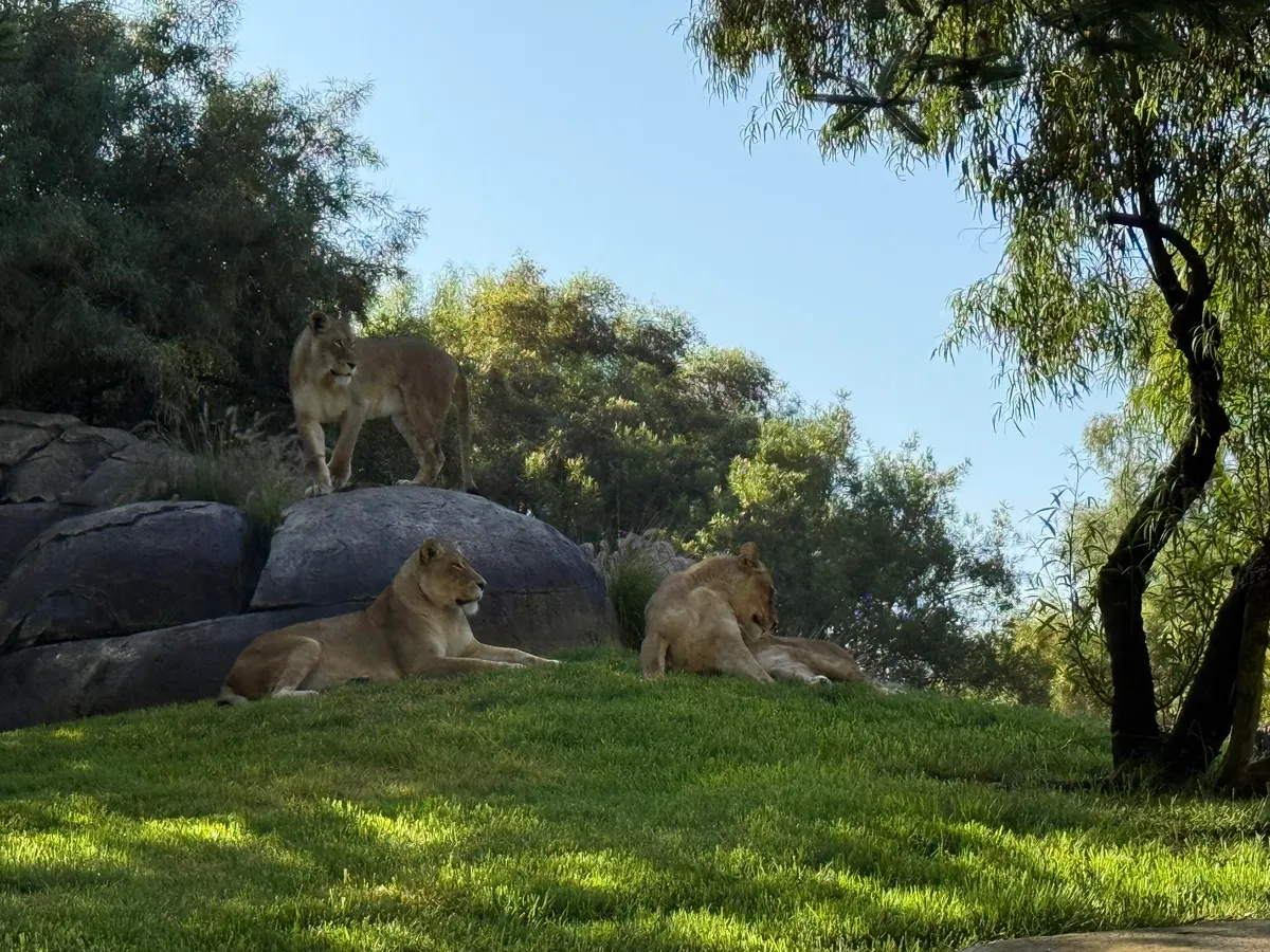 Wildlife Weekend: An Immersive Adventure At The San Diego Zoo And Safari Park