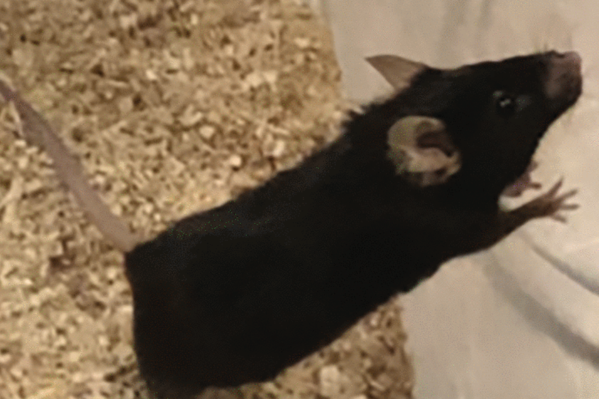 Drug combo lengthens lifespan of old frail male mice by ‘remarkable’ 73%, scientists find