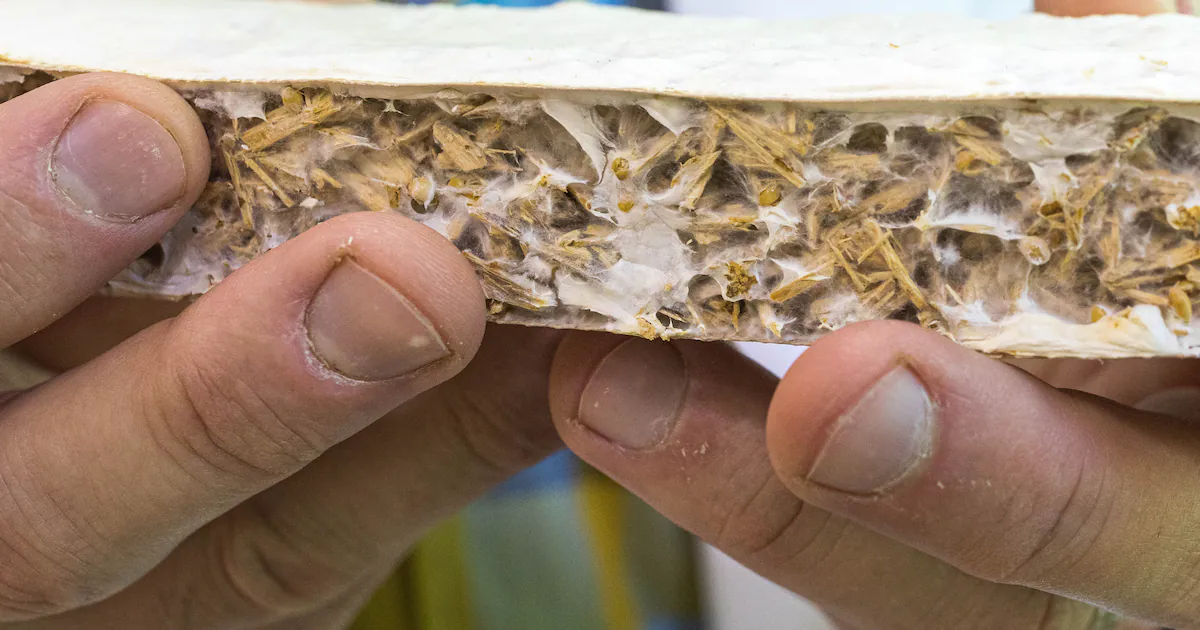 Are mushrooms the future of insulation?