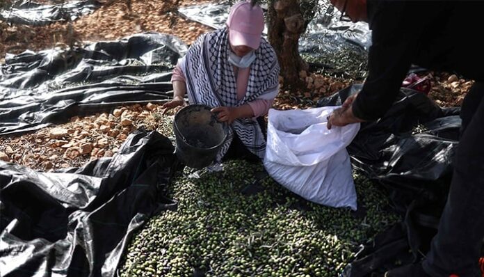 Vandalism and attacks: Settler violence disrupts West Bank olive harvest