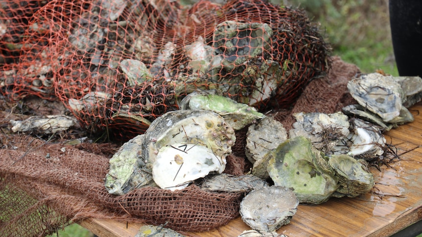 The key role a 'lost' reef is playing in SA's algal bloom fight