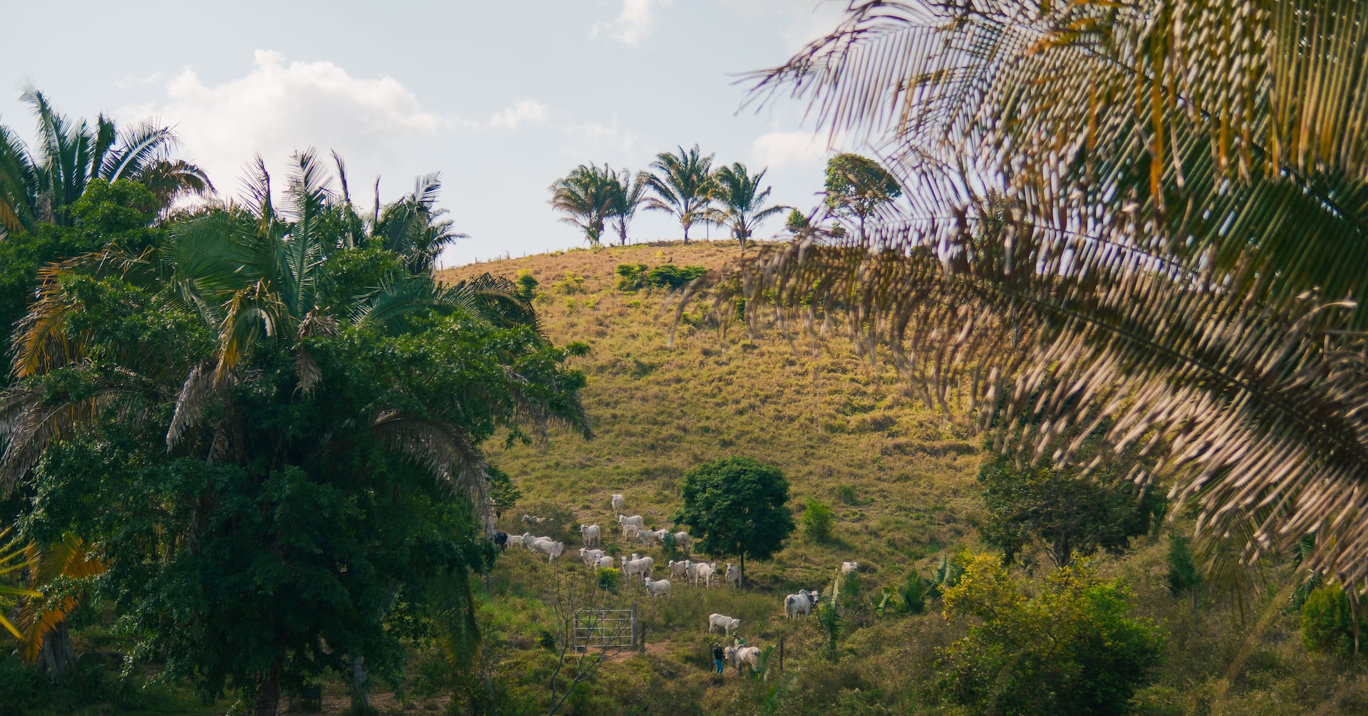 The Brazil cattle farmers regenerating hope for the Amazon