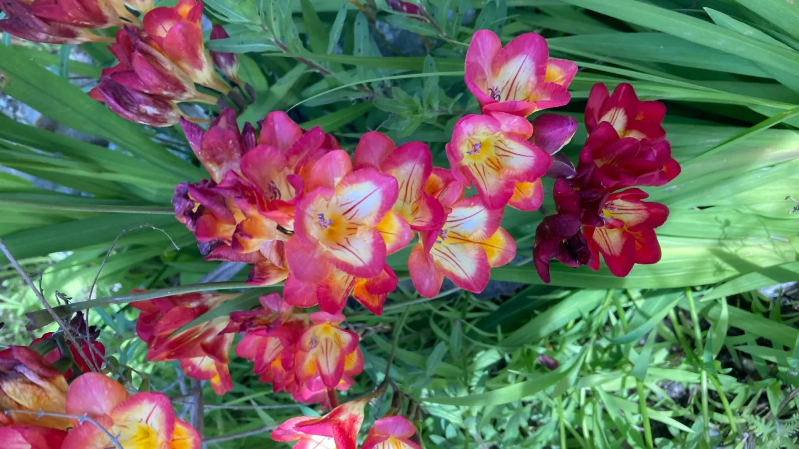 Why it’s time to talk about planting corms in your garden