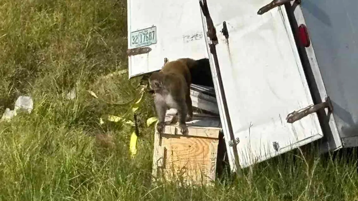Monkeys ‘destroyed’ after police mistakenly told they’re a danger
