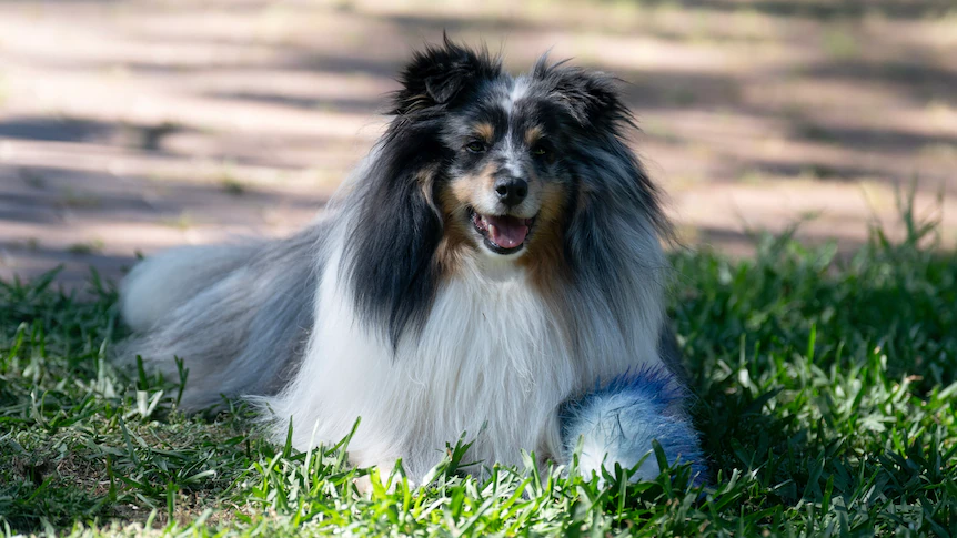 Lack of dog care standards irking pet owners and industry in NSW