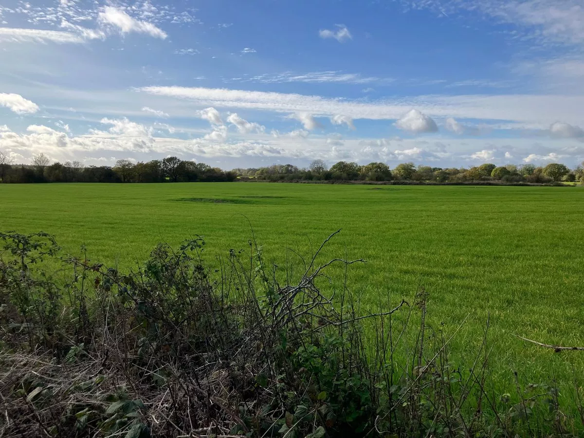 'They won't be happy until they have concreted over everything around here'