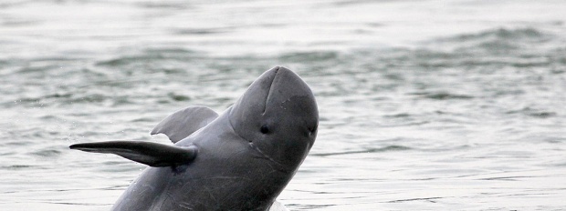Dolphins Threatened, Indonesia Seeks to Halt Coal Routes Through Small Rivers