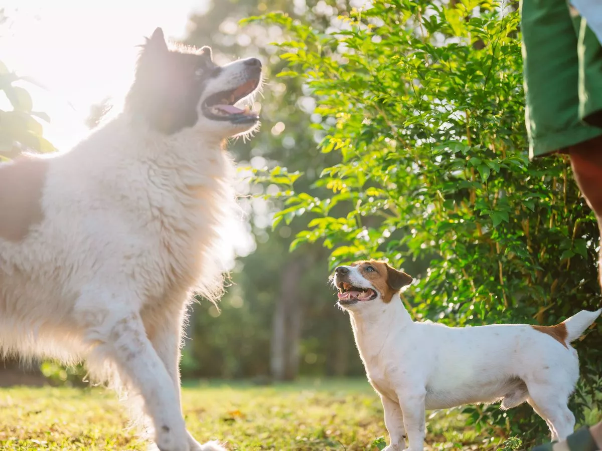 Police share exactly what you can do if a neighbour's dog is 'always barking'