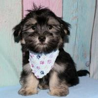 Havaness and Havatons PUPPIES 402-685-6228 Lyons, NE View at www.heartlandclassics.com