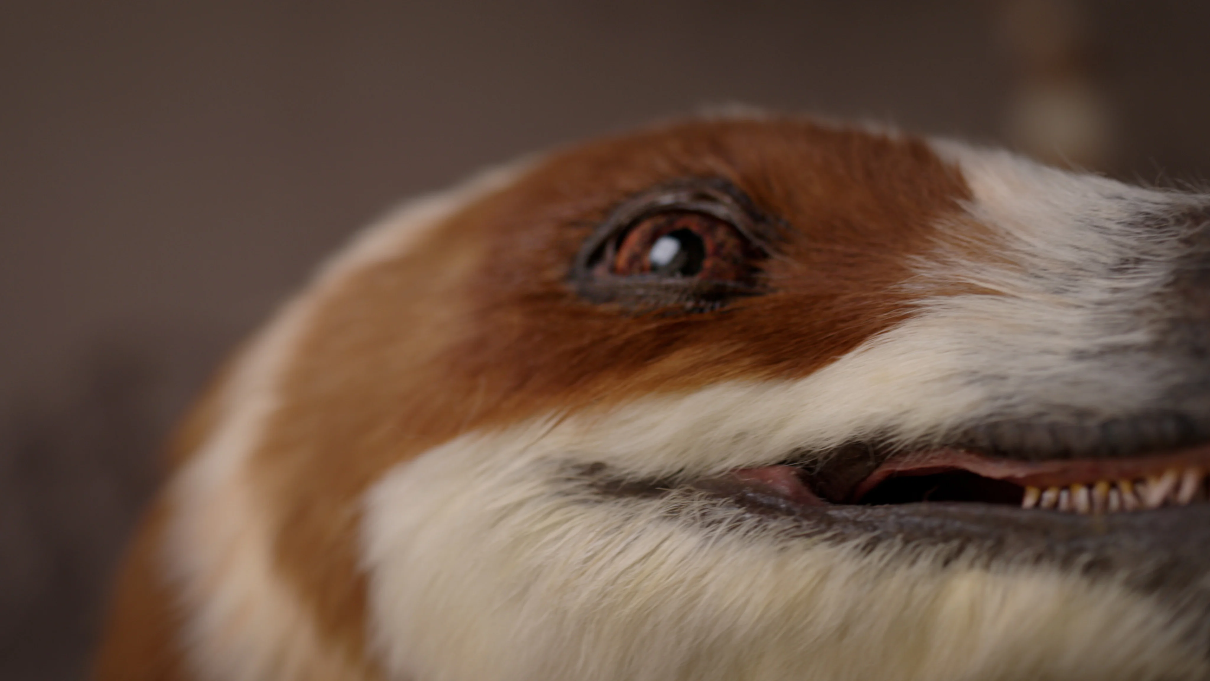 Jurassic spark: Dobot revives feathered dinosaur to take robotics beyond the factory floor