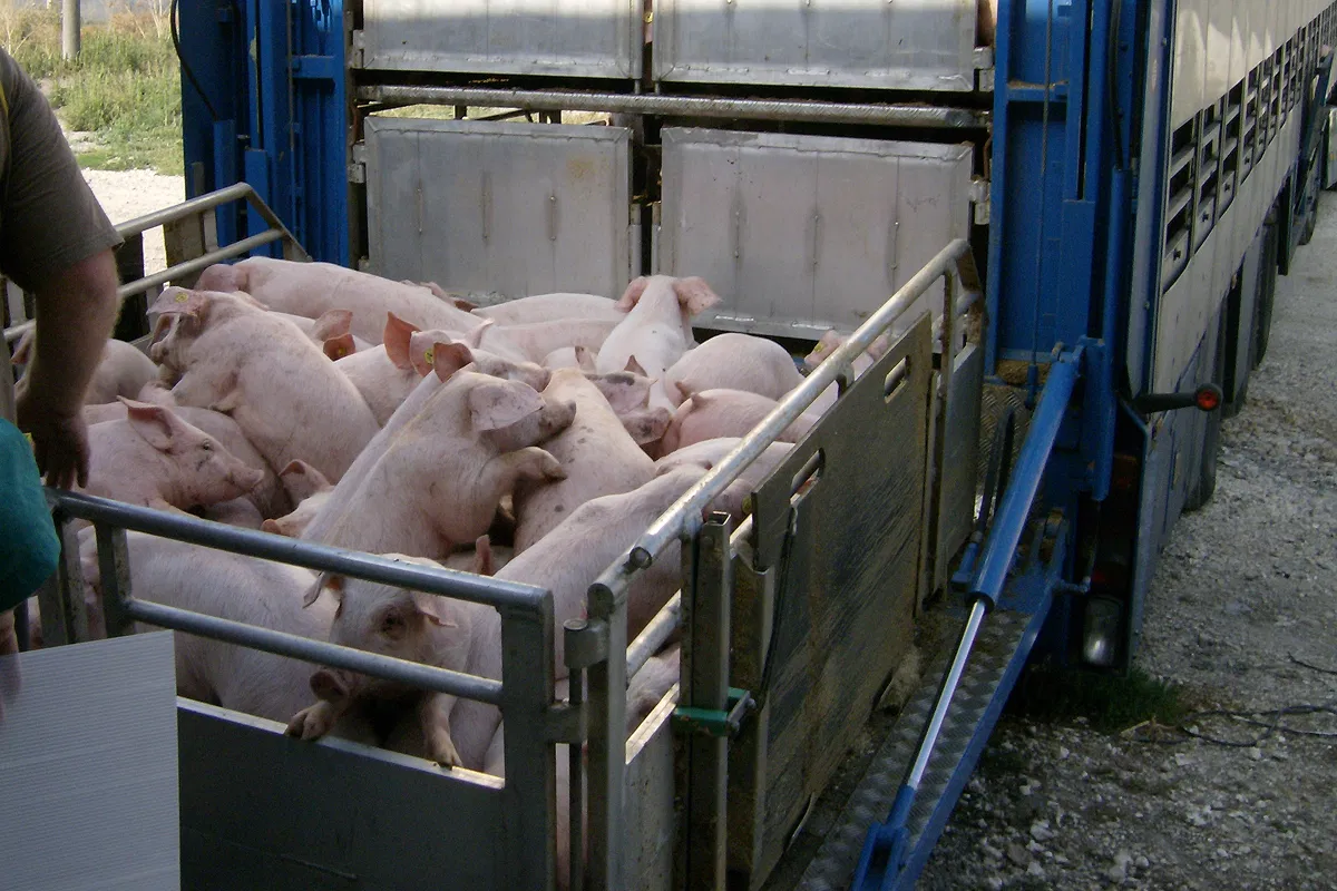 Reform of live animal transport in Europe