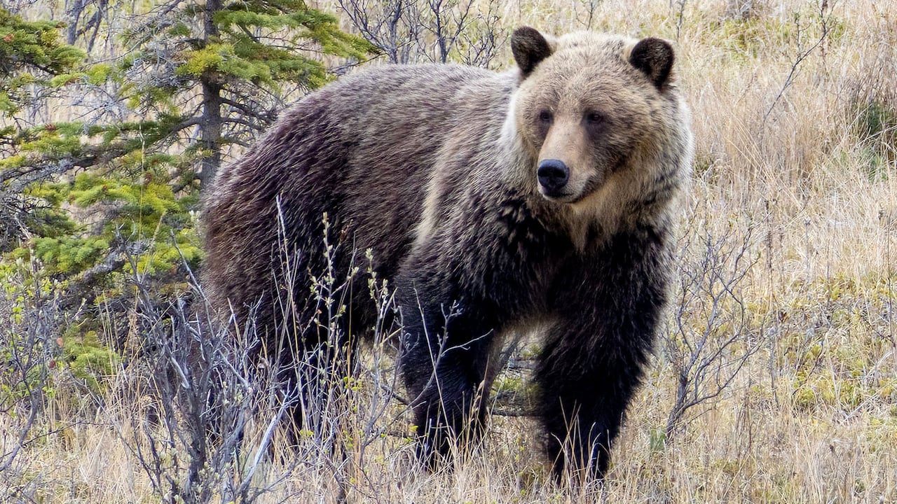 Grizzly killed through Alberta’s new hunting program, province says