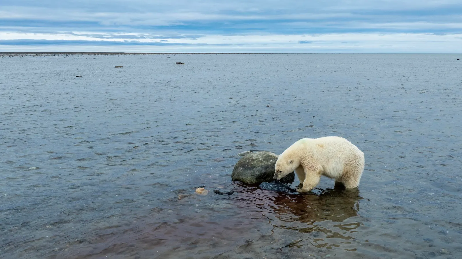 Unmasking The Polar Bear Climate Change Narrative
