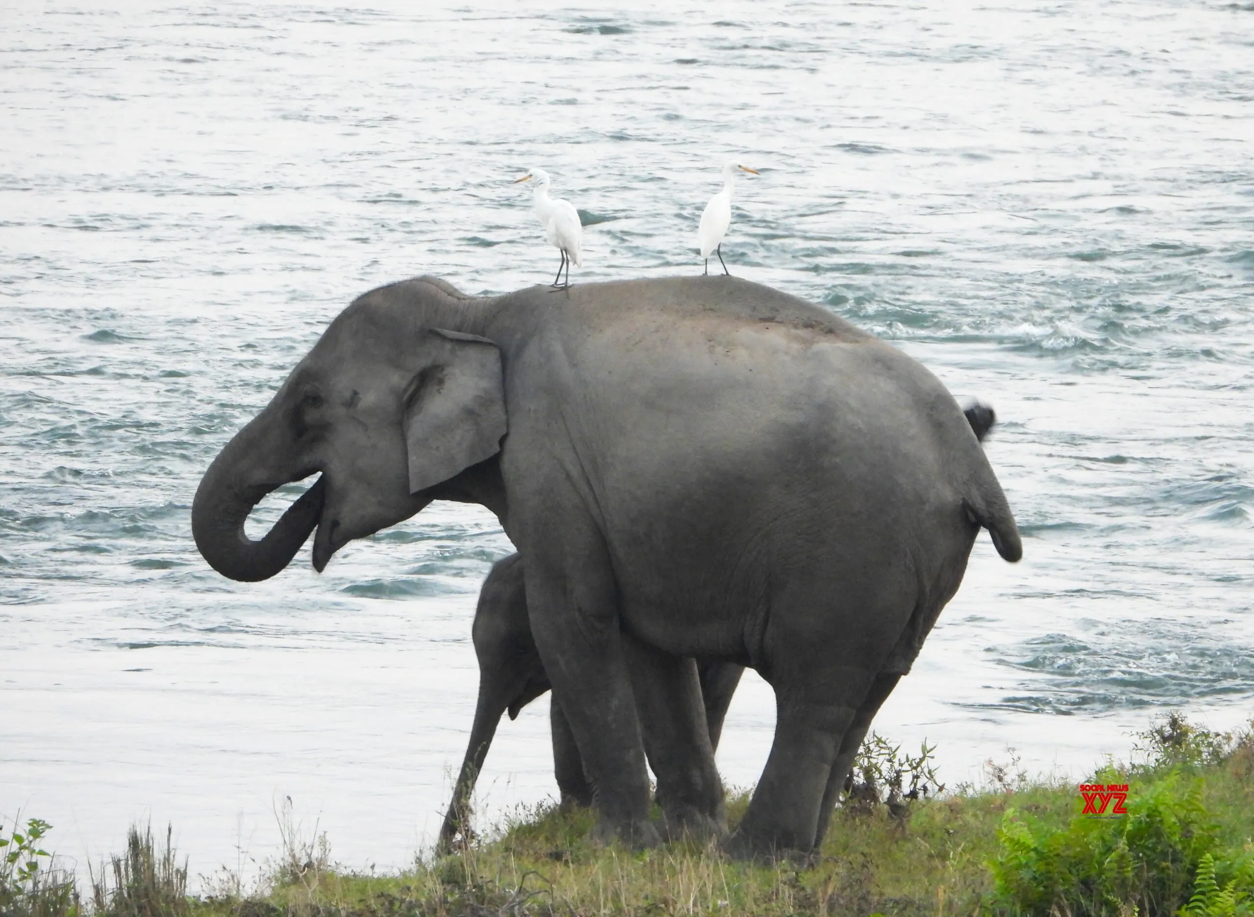 Alipurduar: Elephants Quench Thirst at Buxa Tiger Reserve #Gallery