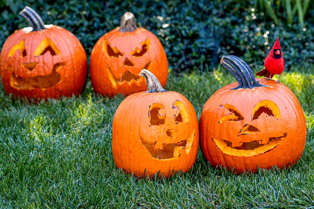 Pumpkins are ‘nutritional gold mines’ that shouldn’t be tossed in the trash. Here’s what to do with yours after Halloween instead