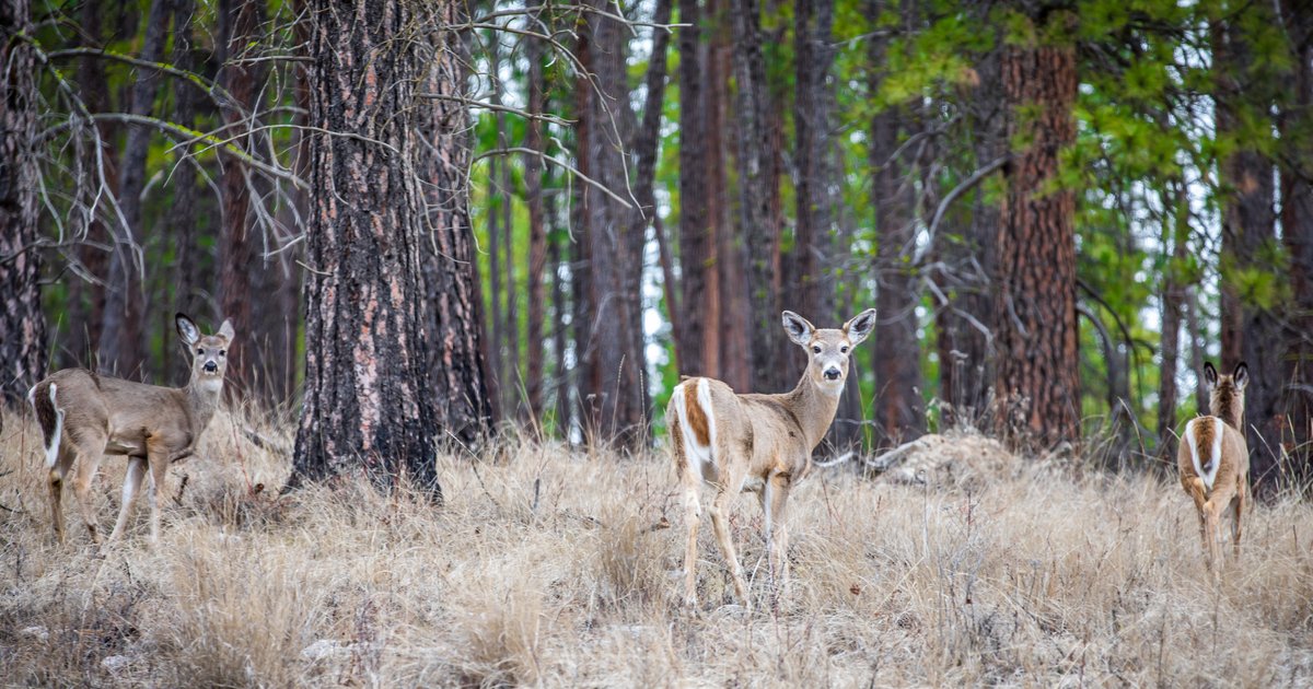 Pa. Game Commission warns drivers to look out for 'increasingly active' deer