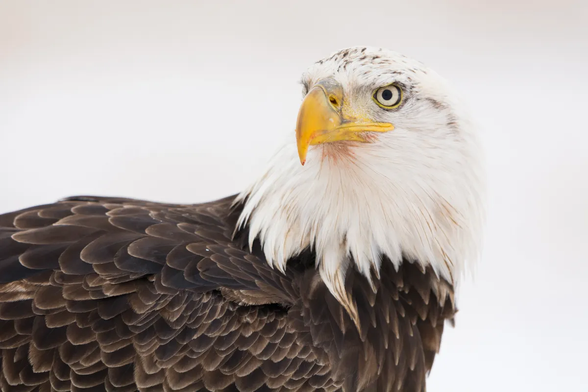 Nature Notes: Where do bald eagles migrate to in the winter?