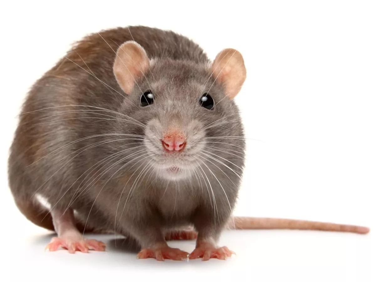 Horror rat poisoning mystery sparks fears as child is one of FIVE victims in same town