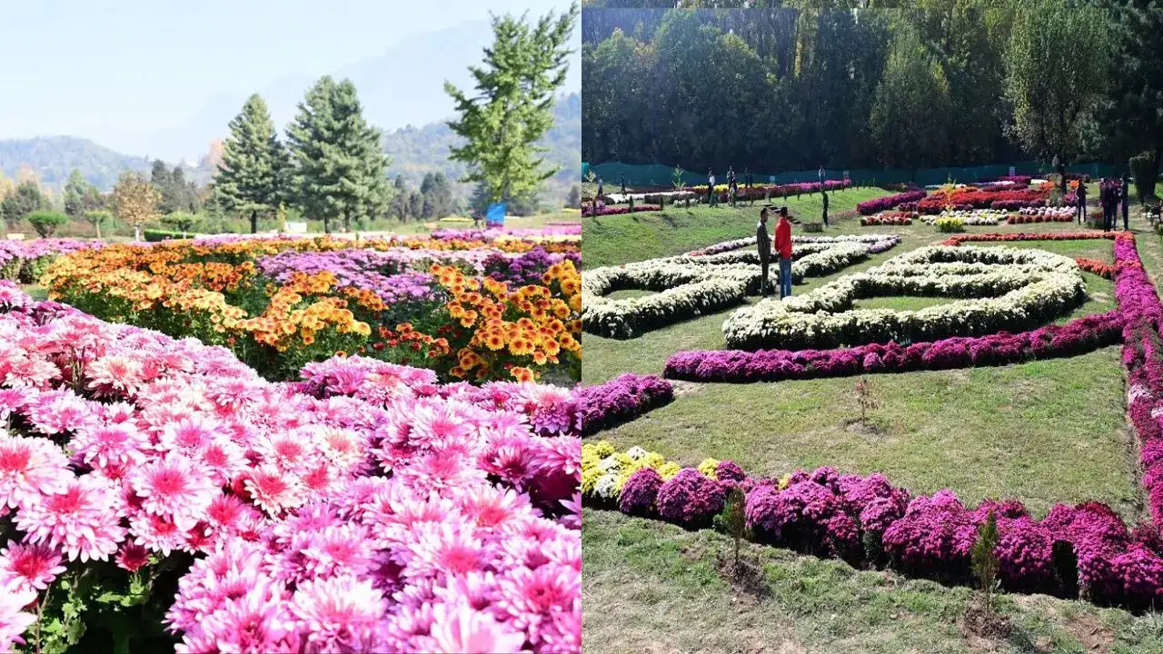 Kashmir’s New Bloom: Asia’s Largest Chrysanthemum Garden Is Now Open To Travellers In Srinagar