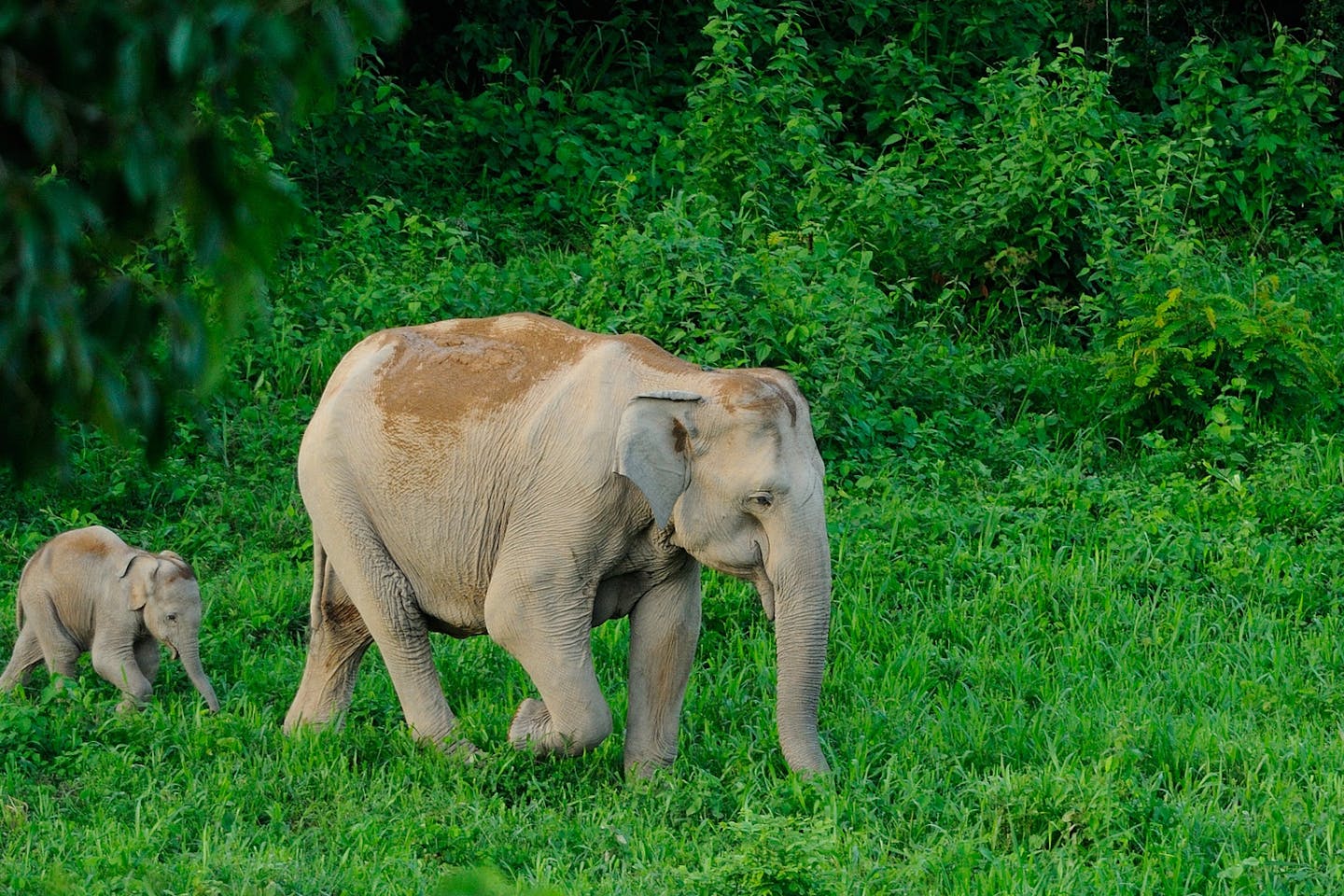 Rewilding travel: Southeast Asia’s top ecotourism destinations