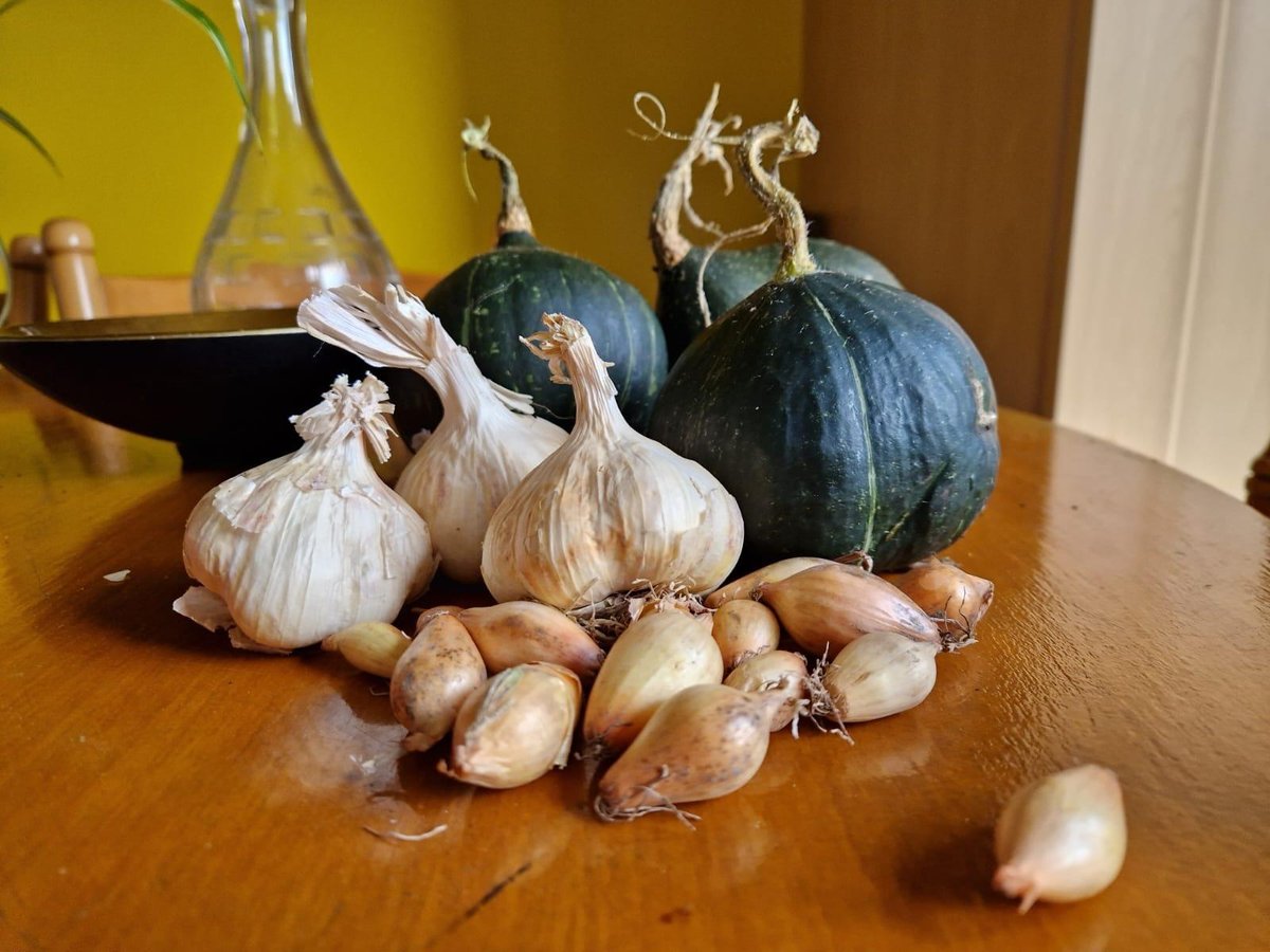 Halloween heralds garlic and onion planting for harvest next year