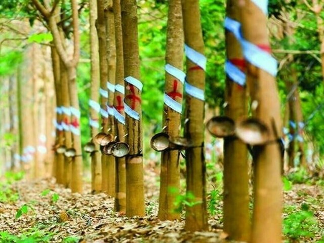 Japanese rubber futures slip on firmer yen