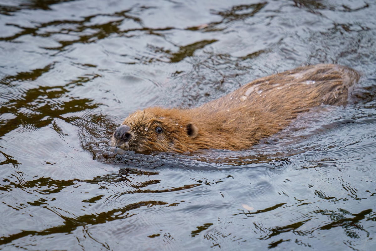 Beavers return to Highland glen for first time in 400 years in ‘moment of wildlife history’