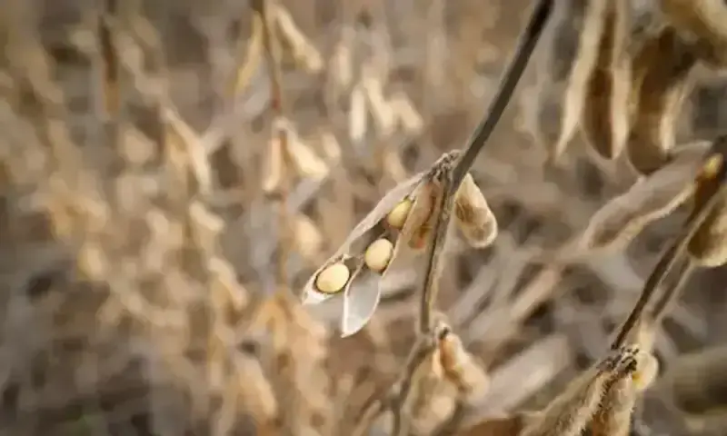 Chicago soybeans hit 15-month high on US-China trade deal hopes