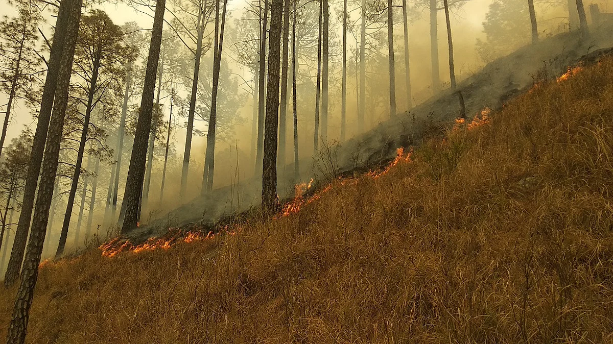 Short-term increase in PM2.5 concentrations due to landscape fires lead to significant increases in childhood hospital admissions: Study