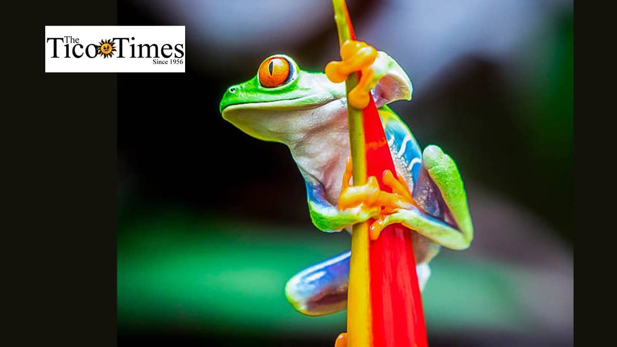 El Salvador’s Safety Outpaces Costa Rica’s Crime in Tourism Race