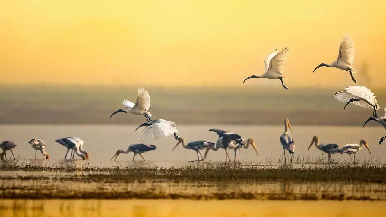 India’s Birdwatching Boom: From Chilika To Kumarakom, Agoda Sees 41% Rise In Searches For Birding Destinations As Migration Season Takes Flight