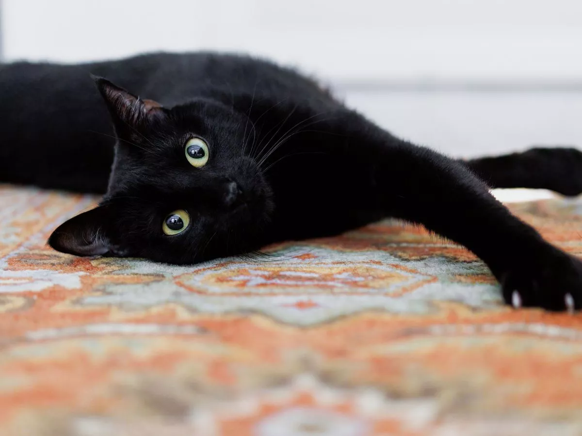 ‘Lucky’ black cats abandoned at shelters could bring you prosperity – or even a new lover