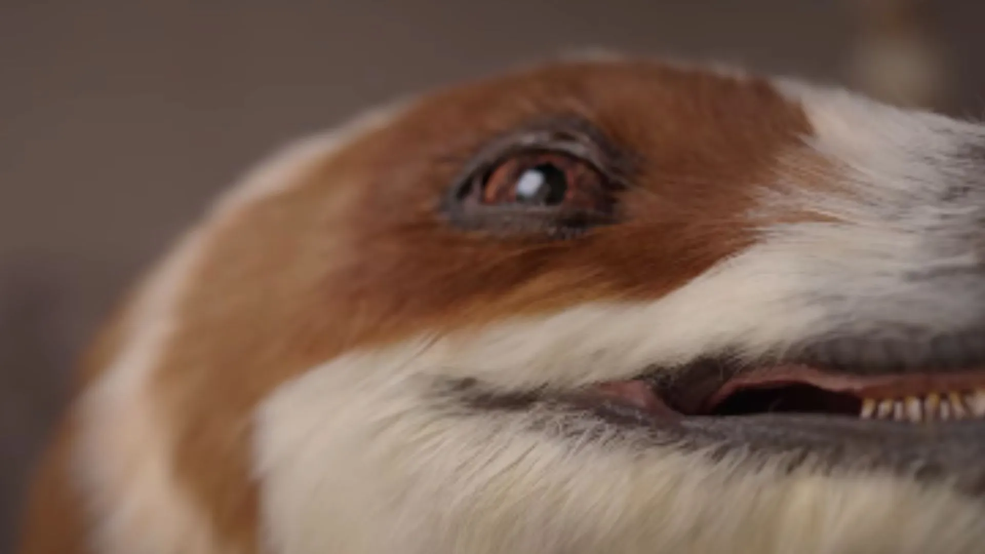 Feathered dinosaur robot from China walks, breathes and even murmurs