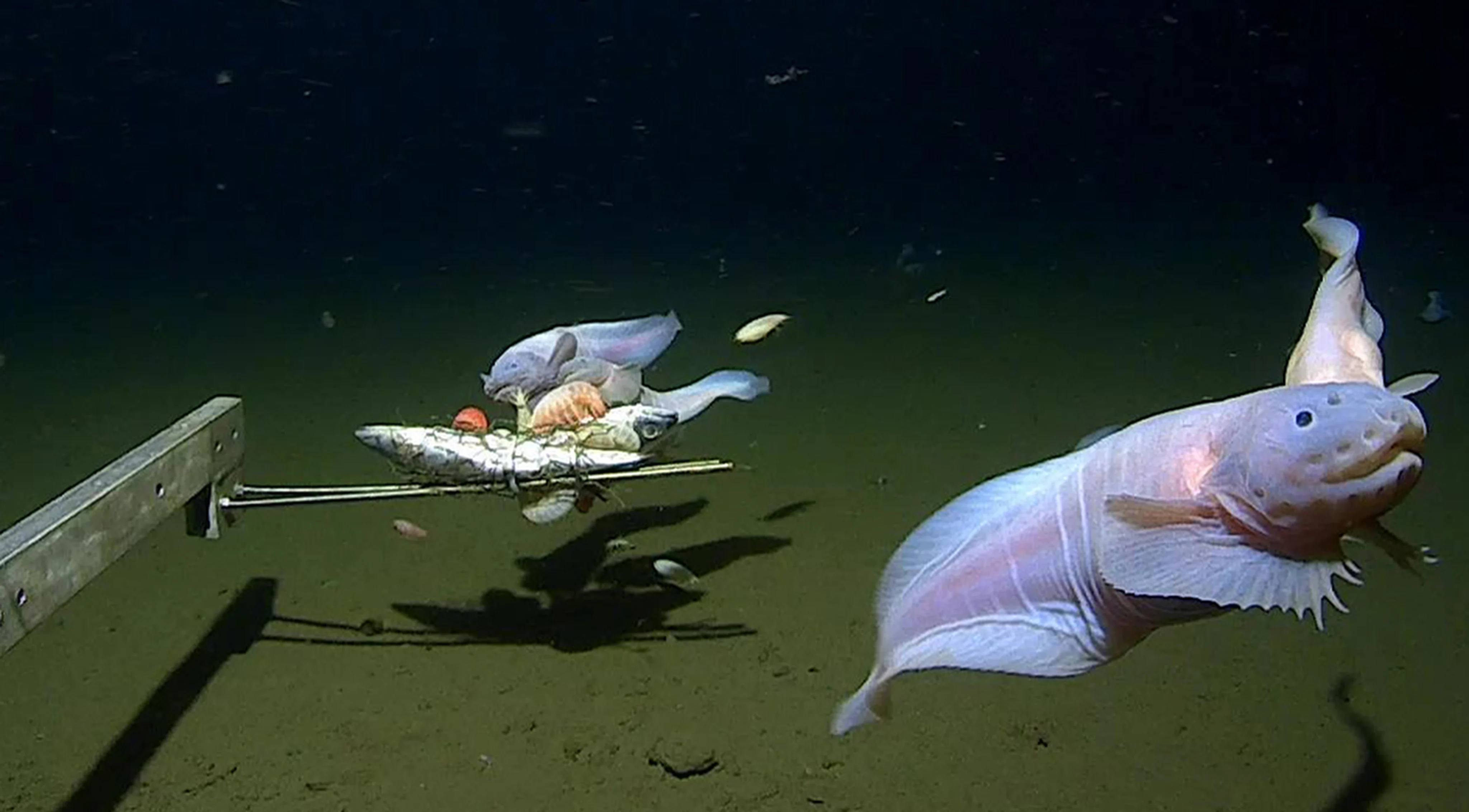 Biologists find array of deep-sea survival mechanisms in Ring of Fire creatures