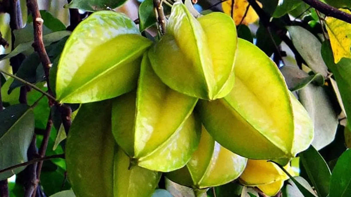 Health Tips : डायबिटीज और मोटापा दोनों पर असर करता है ये फल, जानें कै