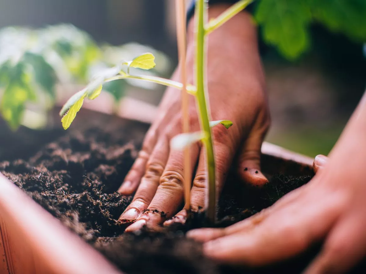 Gardening expert says sow these six vegetables in October for better spring harvest