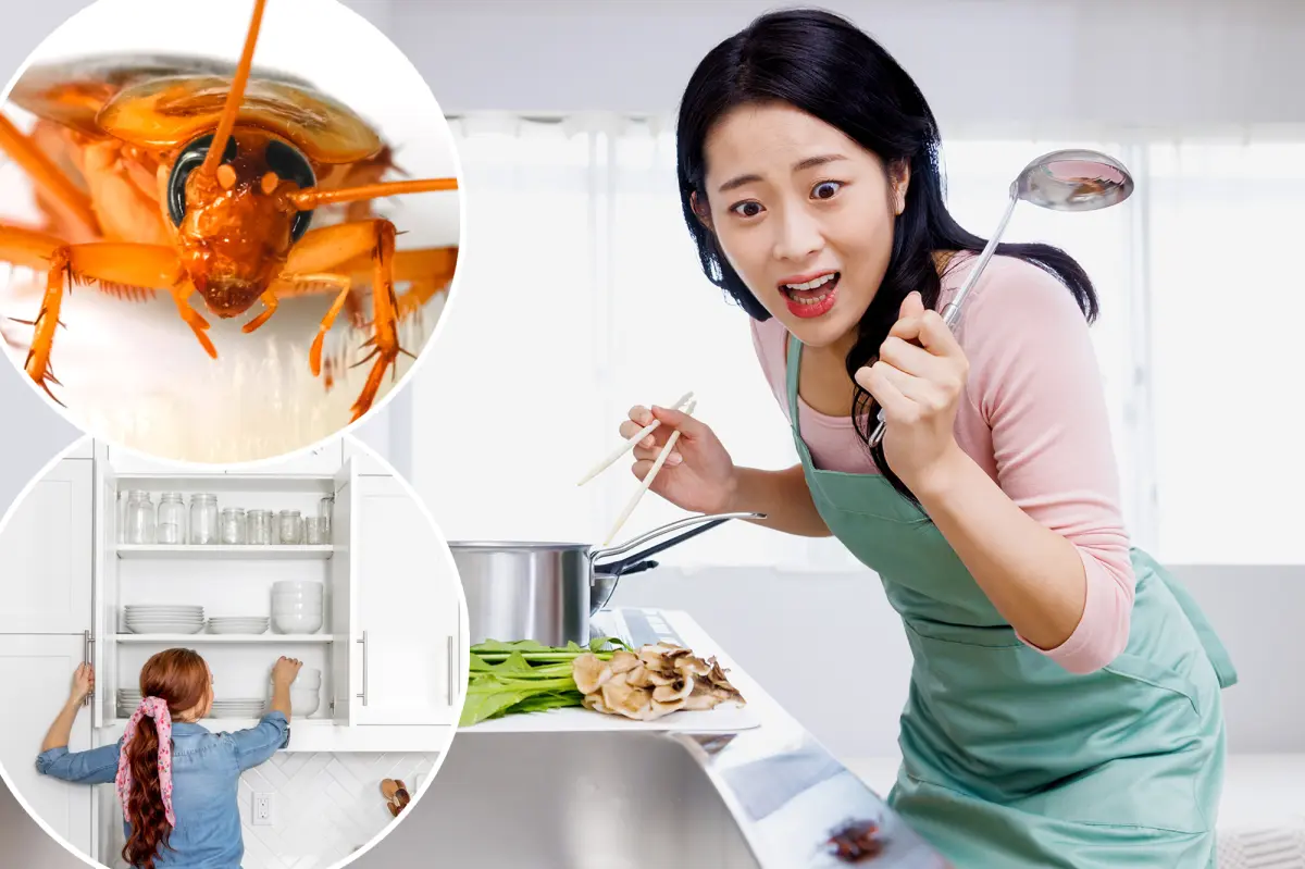 Lazy landlord did the unthinkable when new tenant found roaches in apartment: ‘My worst nightmare’