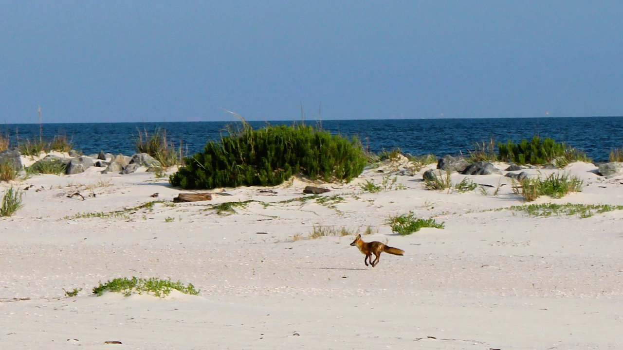 Fate of beloved Dauphin Island fox ‘Roxy’ in hands of judge