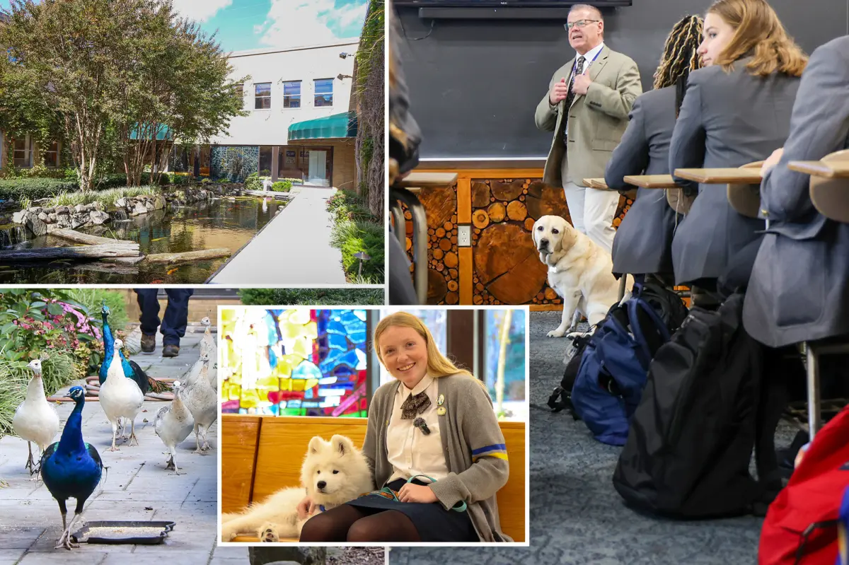 LI high school-turned-animal sanctuary has pack of dogs, peacocks strutting around campus: ‘Reason why I wanted to come here’