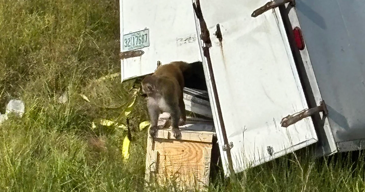 Monkeys being transported ‘destroyed’ following escape after crash