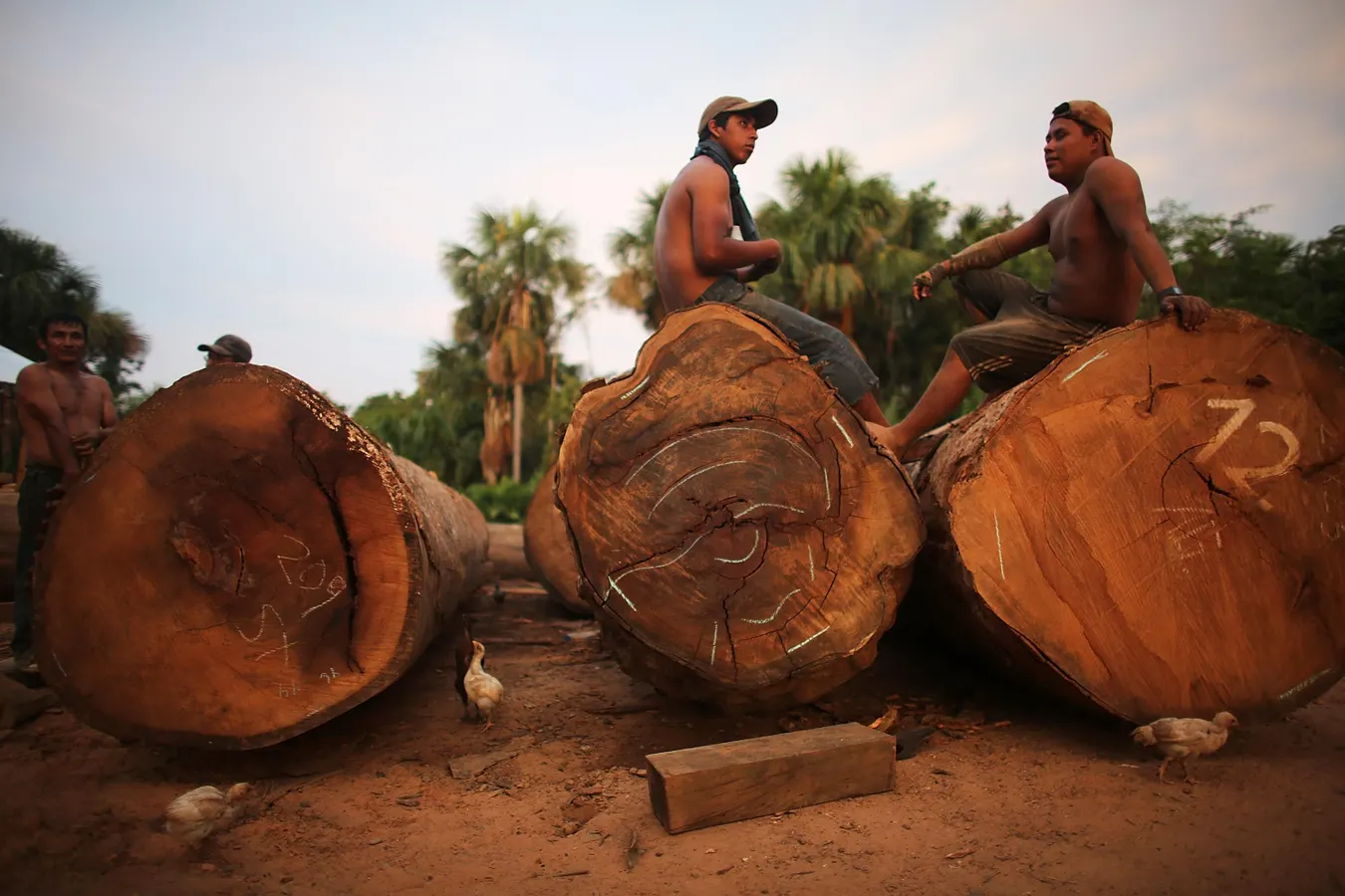 Illegal Gold Mining And Forest Loss: Why The Pattern Still Persists?