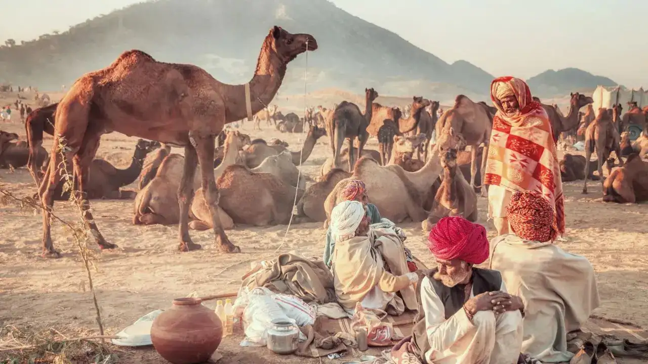 What To Do In Pushkar In A Day If You're Here For The Annual Camel Fair