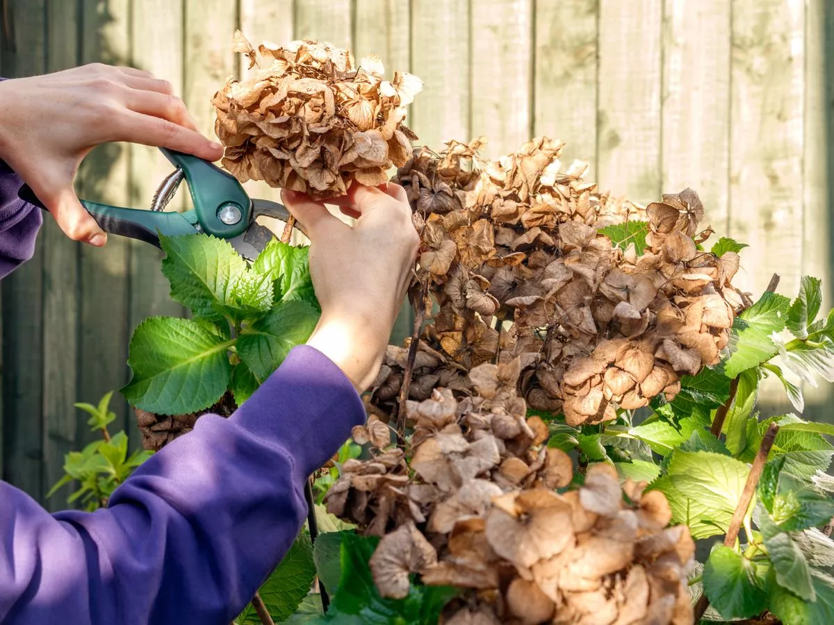 Four plants that UK gardeners 'must prune' before November