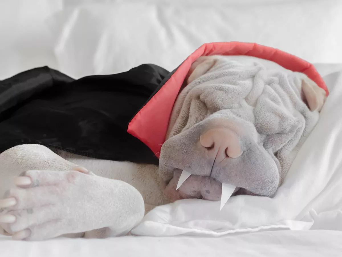 Five reasons pet Halloween costumes could see owners banned from keeping animals