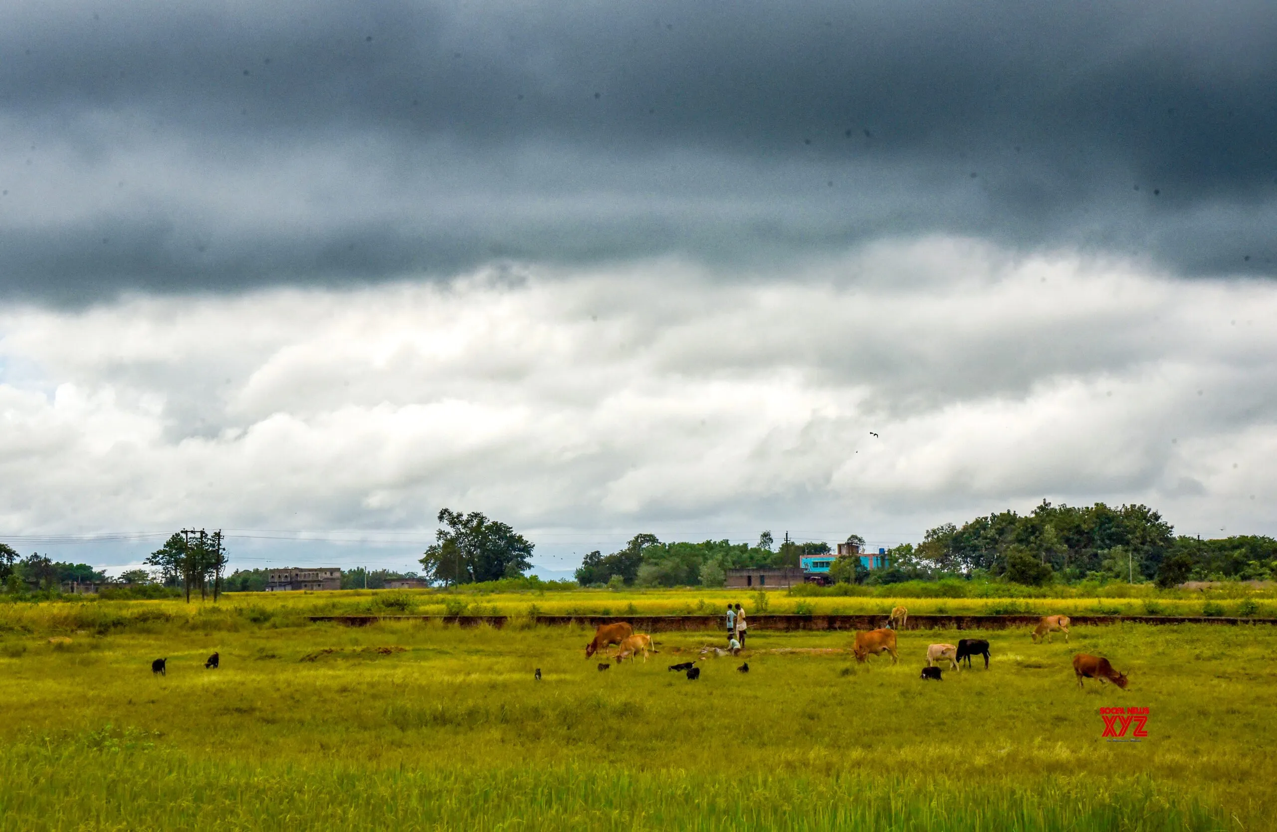 Purulia: Dark Clouds Over Paddy Fields #Gallery
